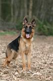 BERGER ALLEMAND 1020